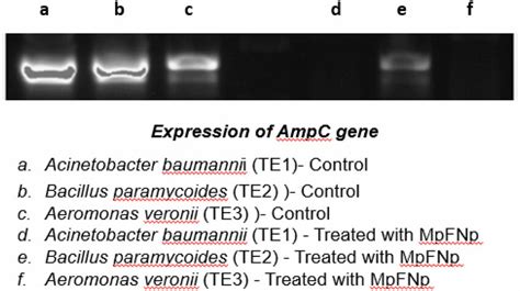 Expression Of Ampc Gene Analysis Well A B C Depicts The Expression