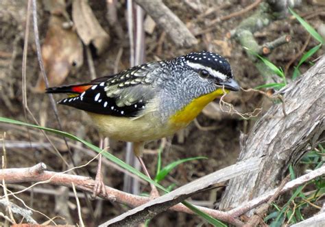 Spotted Pardalote Western Australia Birds · Inaturalist