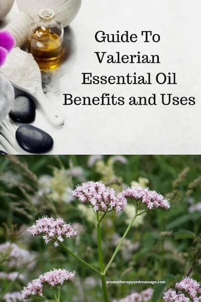 Valerian Essential Oil Benefits And Uses In Aromatherapy