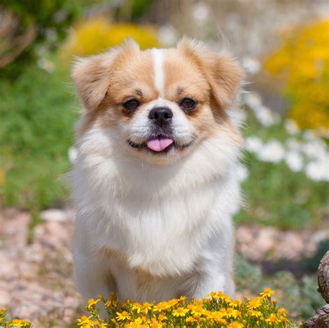 7 Dogs With Short Legs: Corgi, Spaniel, and Terriers