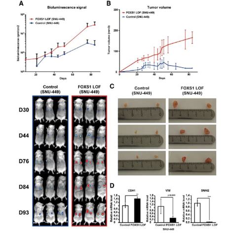 Impact Of FOXS1 On Tumor Growth In Vivo A B Wild Type WT Control