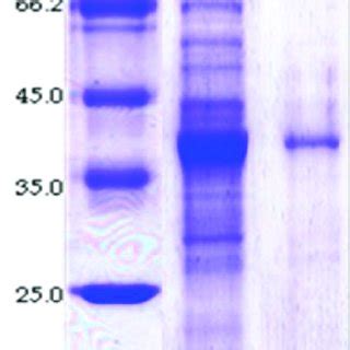 SDS PAGE Of The Total Cell Proteins Of E Coli BL21 DE3 Harboring