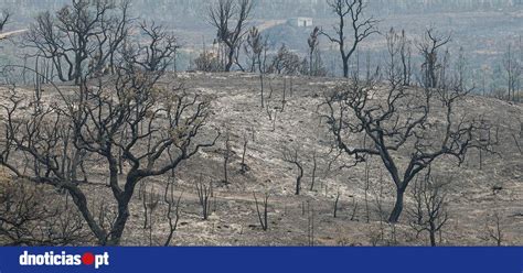 Inc Ndios De Odemira E Castelo Branco Representam Mais De Metade Da