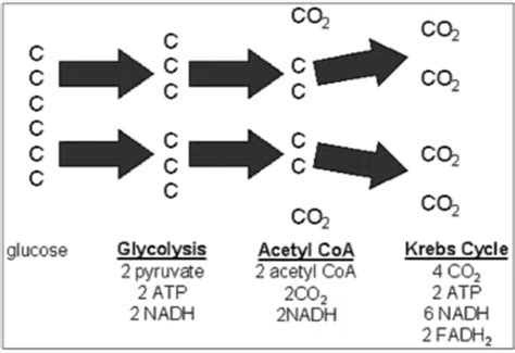 Module 7 Cellular Respiration And Fermentation Flashcards Quizlet