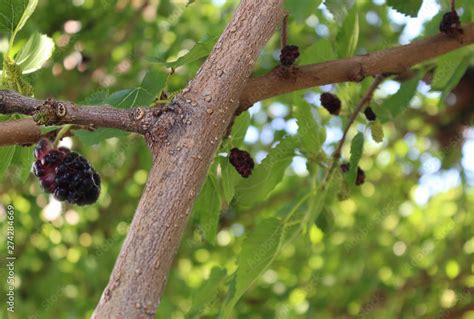 black mulberry Stock Photo | Adobe Stock