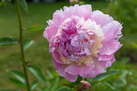 Beautiful Pink Peonies In The Garden Stock Image Image Of Flower