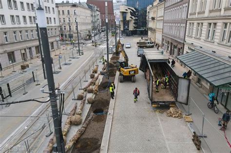 Nowe dęby na ulicy Marcinkowskiego w Poznaniu Mają 15 lat i 6 metrów