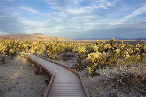 Cholla Cactus Garden - Joshua Tree National Park (U.S. National Park ...