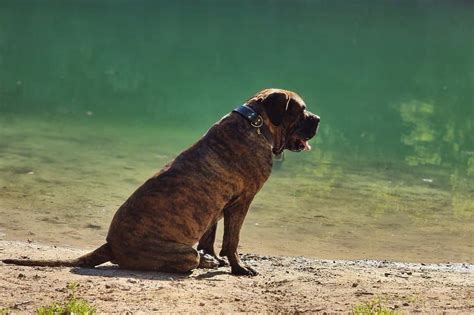 Presa Canario Dog Breed Characteristics And Care