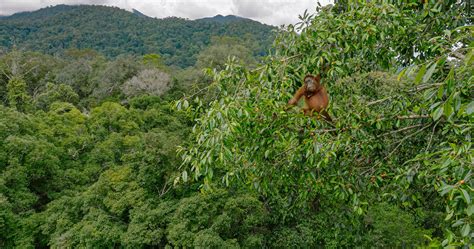 Climbing into the secret world of an ancient Bornean rainforest