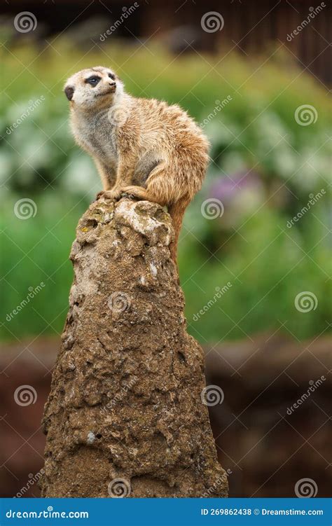 Meerkat stock photo. Image of natural, park, careful - 269862438