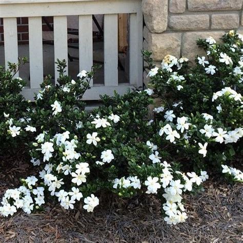 Kleim's Hardy Gardenia | White Fragrant Blooms - PlantingTree