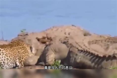 花豹不但抢夺鳄鱼食物，还敢扇鳄鱼巴掌，谁给它的勇气？鳄鱼食物巴掌