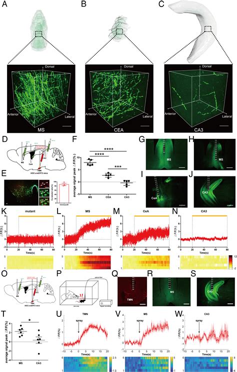 Whole Brain Mapping Of Histaminergic Projections In Mouse Brain Pnas