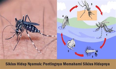 Siklus Hidup Nyamuk Pentingnya Memahami Siklus Hidupnya