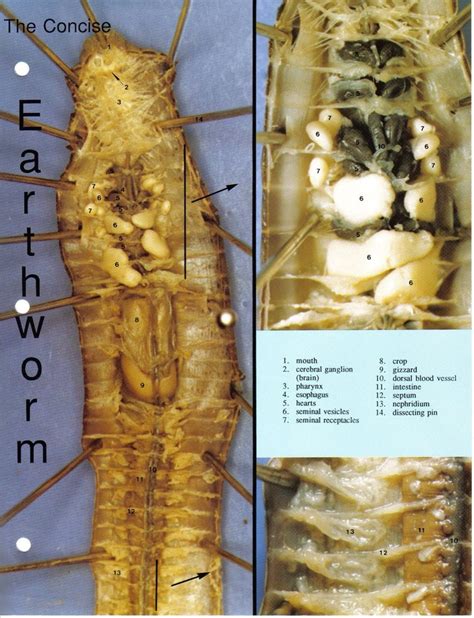 BIOL 112 Lab 14 : Annelids Diagram | Quizlet