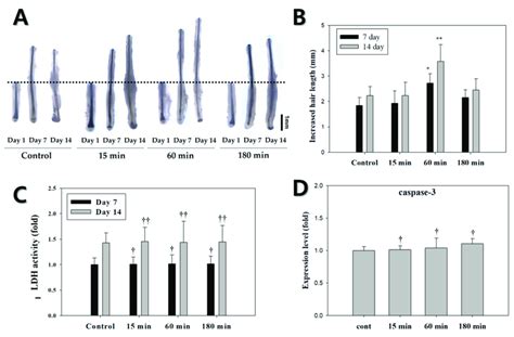 Effects Of Various Elf Emf Exposure Times 15 60 And 180 Min On