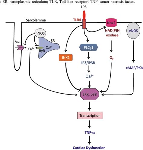 Figure 2 From Nitric Oxide And Calcium Signaling Regulate Myocardial