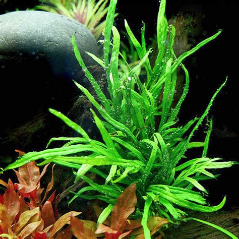 Microsorum Pteropus Trident Aquasabi Aquascaping Shop