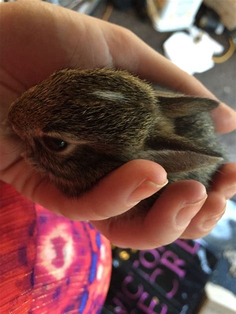 Rescued wild baby bunnies and released in the metro parks. | Wild baby ...