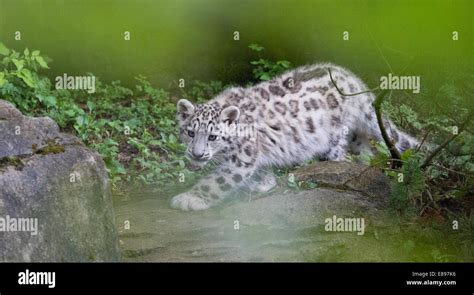 A beautiful snow leopard cub play stalking Stock Photo - Alamy