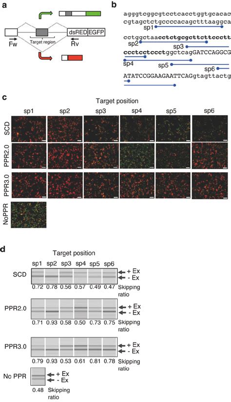 A Reporter Assay For Splicing Control By Designer Ppr Proteins A