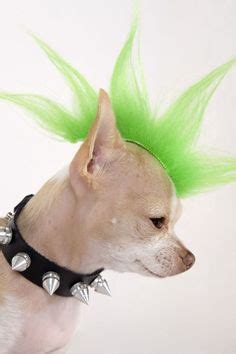 29 Best Chihuahua Halloween costumes ideas | chihuahua, dog costumes ...