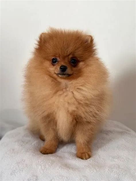 Szpic Miniaturowy Fci Pomeranian Piesek Uk W Olx Pl