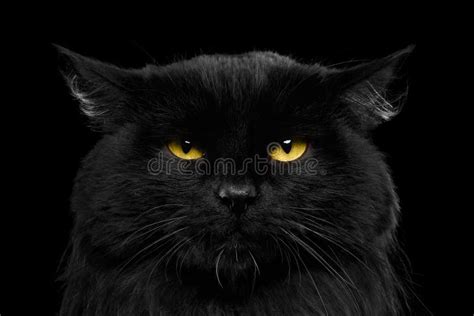 Nahaufnahme Schwarze Katze Mit Gelben Augen Stockbild Bild Von