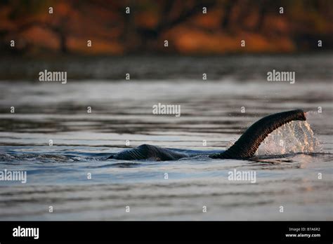 Close-up of an elephant trunk reaching up to breathe as the wholly ...