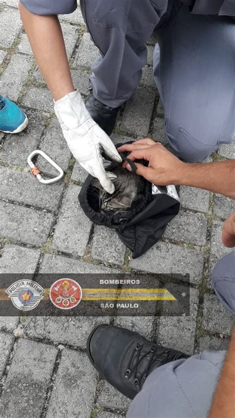 Filhote De Gato Resgatado Ap S Escalar E Ficar Preso Em Coqueiro De