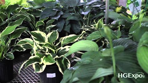 The Hosta Man At Uncle Johns Plant Farm Youtube