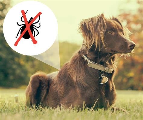 Protecting Your Dog From Lyme Disease Barrie Animal Hospital Barrie