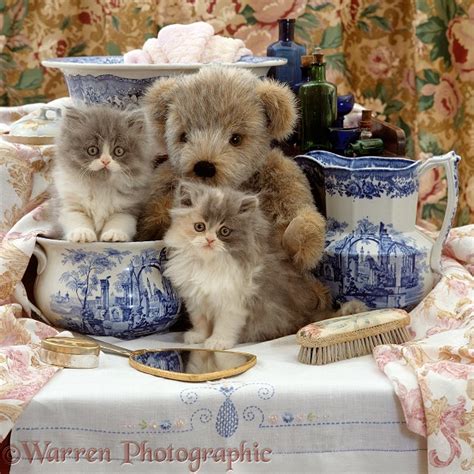 Persian Kittens With Teddy And Victorian Wash Set Photo Wp15847