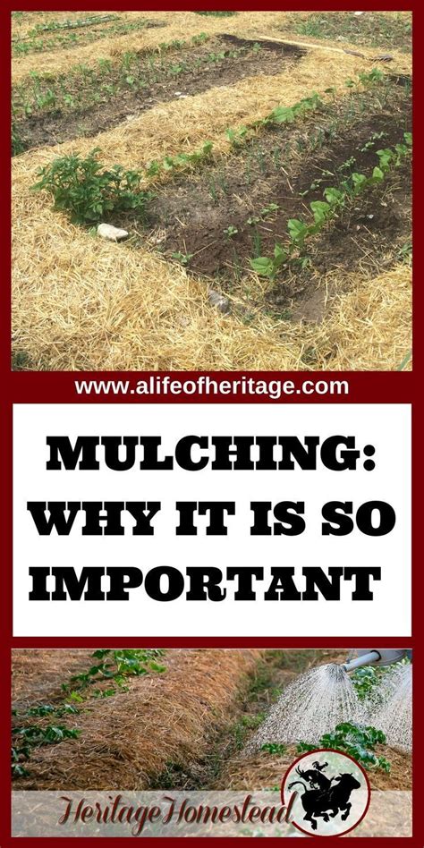 Mulching Why Is It So Important And When To Mulch Strategically Garden Mulch Mulching