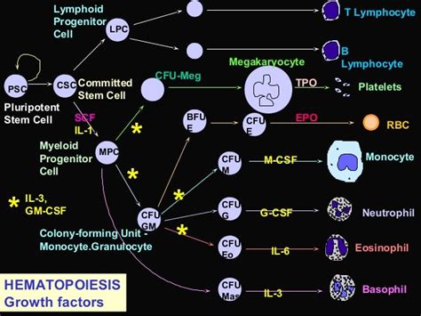 Haemopoiesis