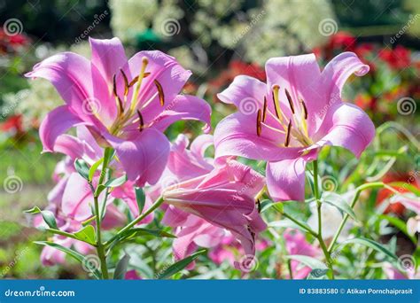 Pink Lily Flower In Garden Background Stock Photo Image Of Colorful