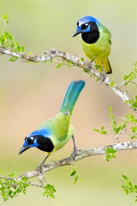 Meet the Gorgeous Green Jay, a Tropical Wonder - Birds and Blooms