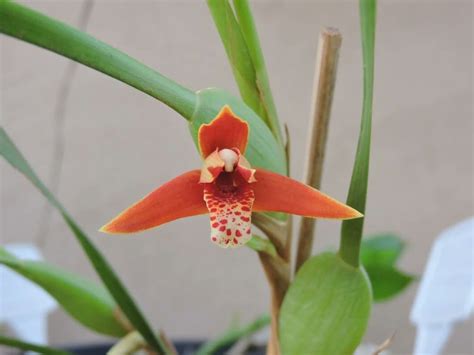 Maxillaria Tenuifolia Orqu Dea Nativa Do M Xico E Am Rica Central A