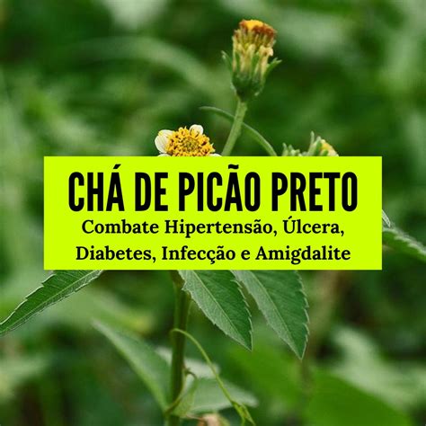Cha De Picao E Bom Para Que