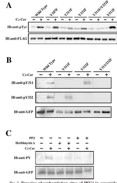 Figure 1 From Ceramide Induced Apoptosis By Translocation