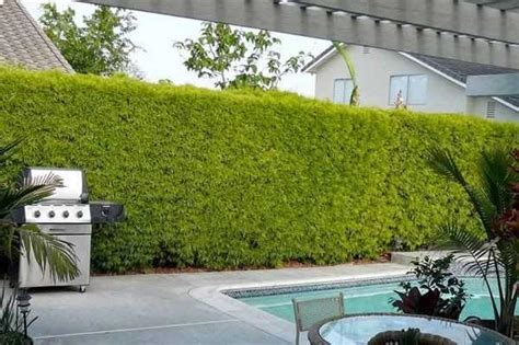 Podocarpus Hedge: How To Grow And Maintain A Beautiful Privacy Screen ...