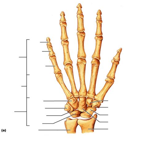 Osteology Lab Practical Study Guide Hand Diagram Quizlet