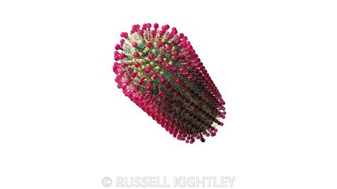 Russell Kightley Scientific Animations Rabies Virus Rights Managed