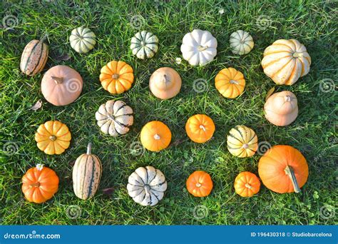 Various Colorful Varieties Of Winter Squash And Pumpkins Stock Photo