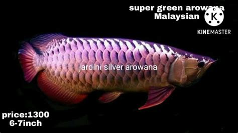 Arowana Fish Price List 2022 Youtube