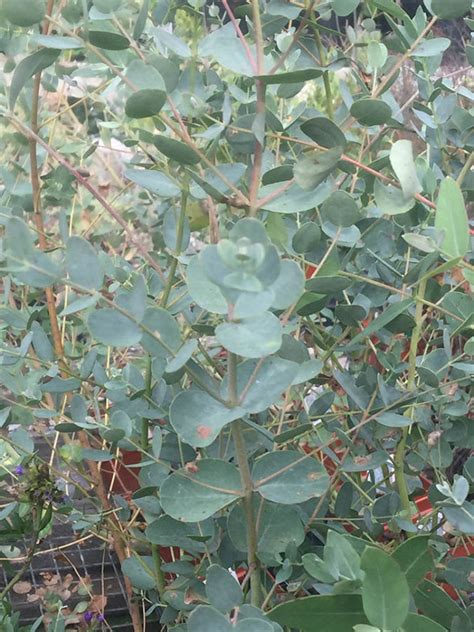 Silver Dollar Eucalyptus Vinland Valley Nursery