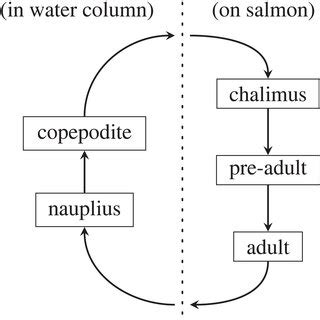 A simplified schematic of the life cycle of the sea louse ...