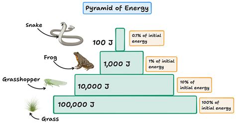 pyramids  energy biology cambridge cie igcse revision notes