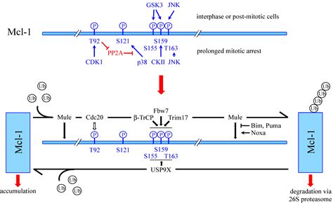 Cells Free Full Text Mcl 1 Ubiquitination Unique Regulation Of An